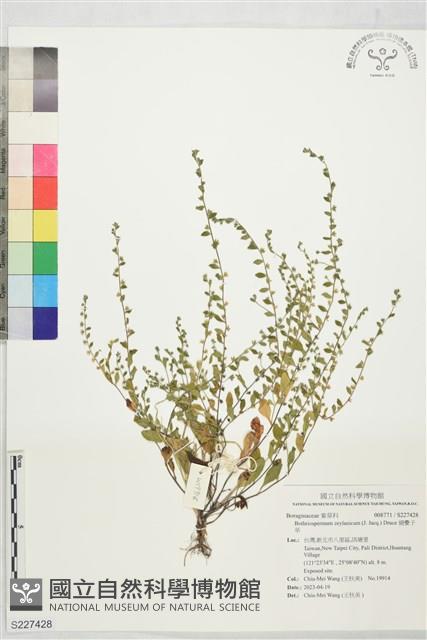 細纍子草藏品圖，第1張