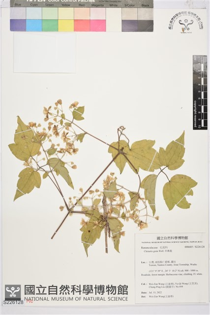 串鼻龍藏品圖，第1張