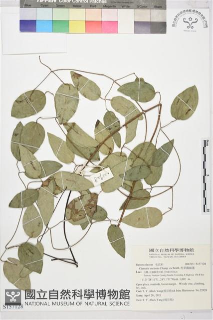 柱果鐵線蓮藏品圖，第1張