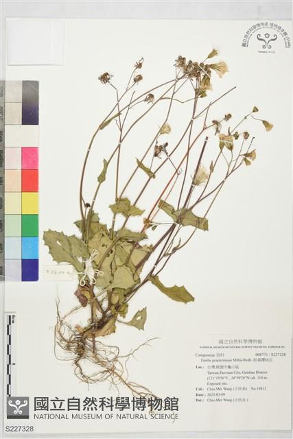 粉黃纓絨花藏品圖，第1張