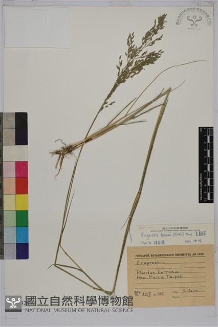 長畫眉草藏品圖，第1張