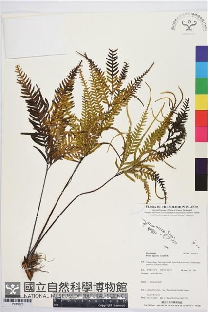 登錄號:P019828藏品圖，第1張