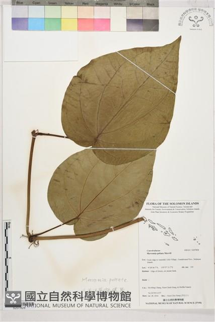 登錄號:S207828藏品圖，第1張