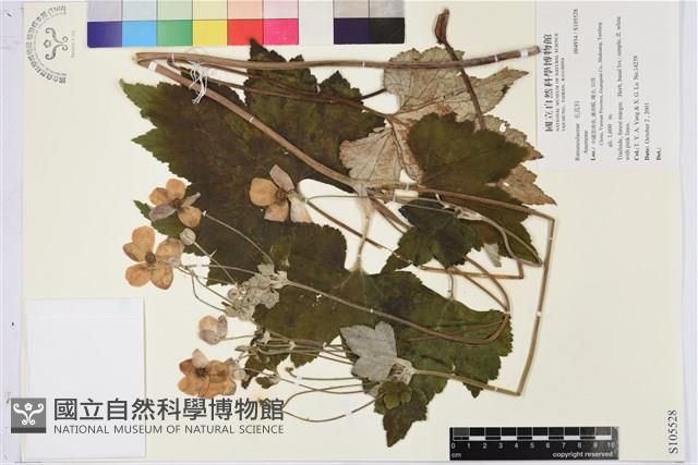 登錄號:S105528藏品圖，第1張