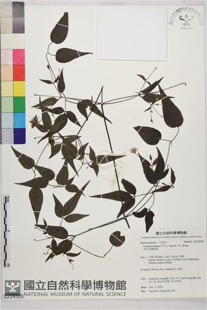 田村氏鐵線蓮藏品圖，第1張