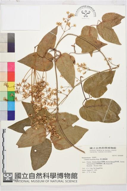 麥氏鐵線蓮藏品圖，第2張