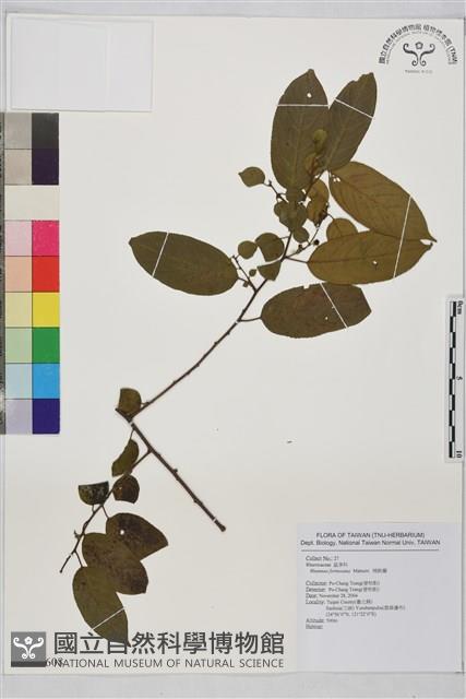 桶鉤藤藏品圖，第1張