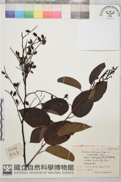 登錄號:S056008藏品圖，第1張