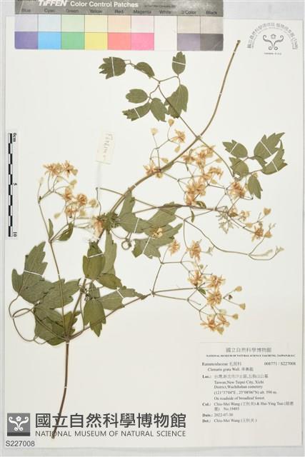 串鼻龍藏品圖，第1張