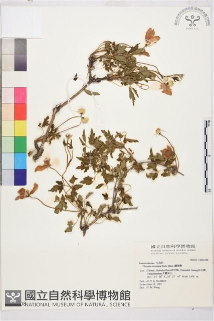 繡球藤藏品圖，第1張