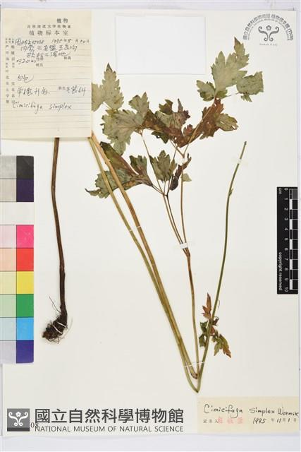 單穗升麻藏品圖，第2張