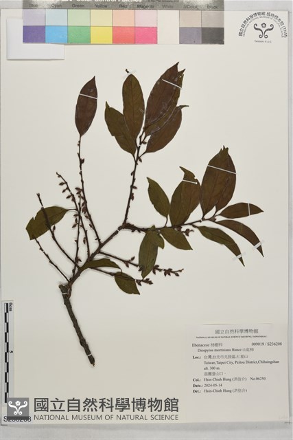 山紅柿藏品圖，第1張