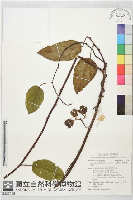 闊葉獼猴桃藏品圖，第1張