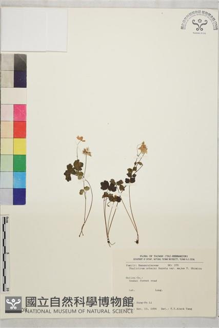 大花傅氏唐松草藏品圖，第1張