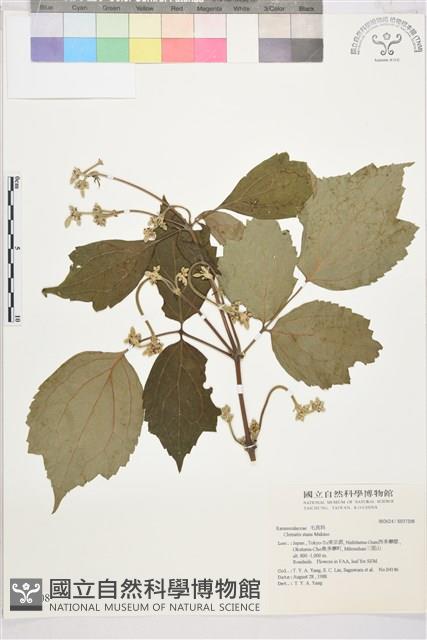 登錄號:S037208藏品圖，第1張