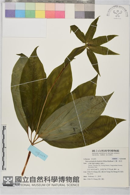 七葉一枝花藏品圖，第1張