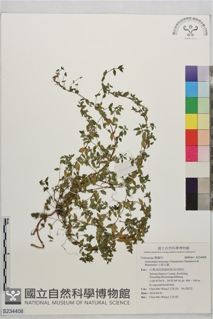 小葉石薯藏品圖，第1張