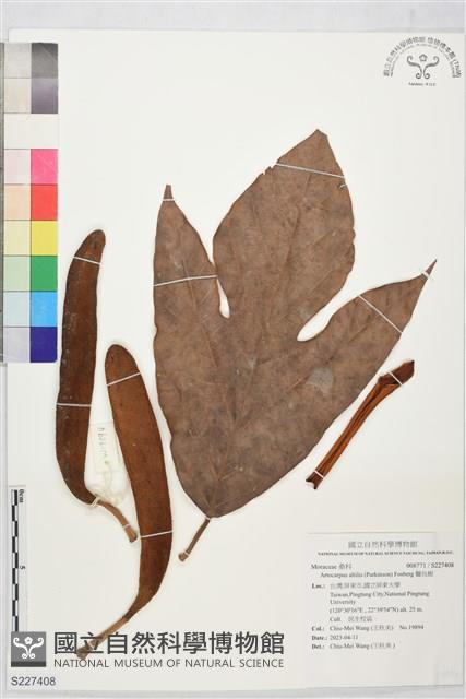 麵包樹藏品圖，第1張