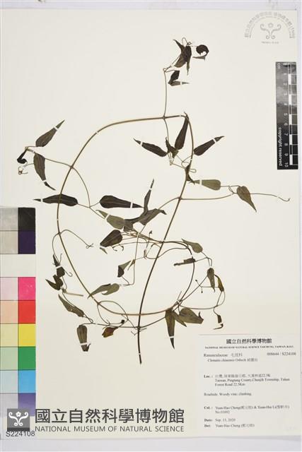 威靈仙藏品圖，第1張