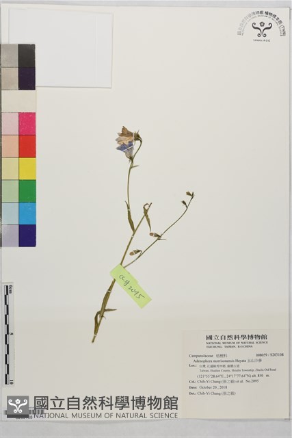 玉山沙參藏品圖，第1張