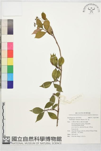 華八仙藏品圖，第1張