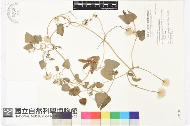 屏東鐵線蓮藏品圖，第2張