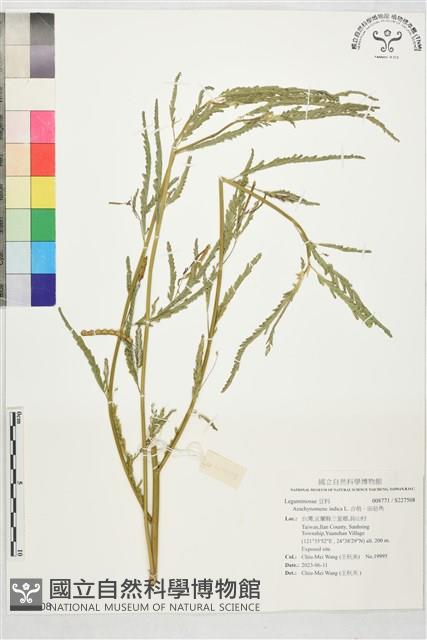 Hard sola-pith plant, Budda pea, Joint vetch Collection Image