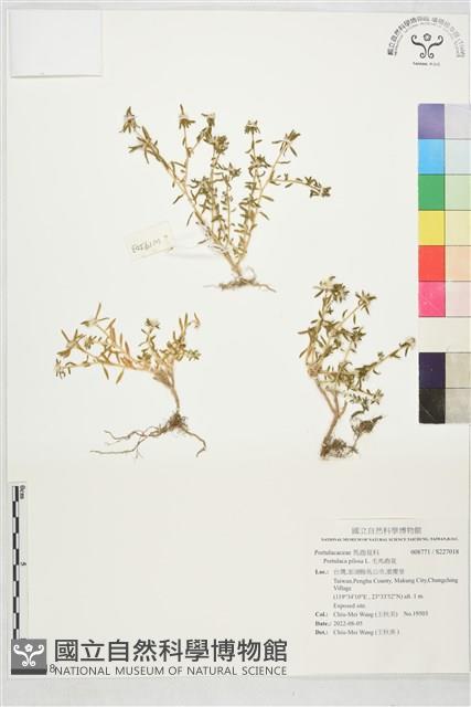 毛馬齒莧藏品圖，第1張