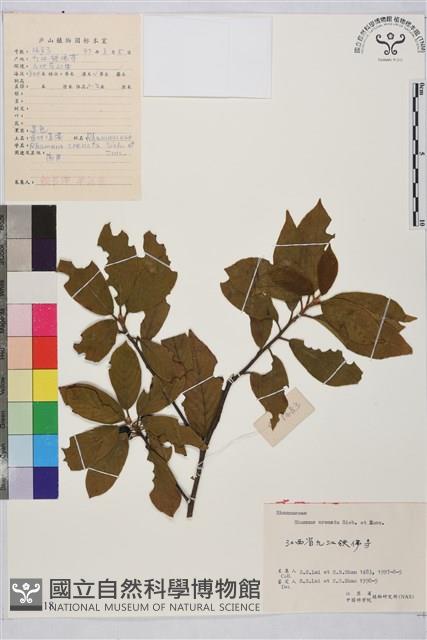 鈍齒鼠李藏品圖，第2張