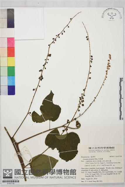 毛咀簽藏品圖，第1張