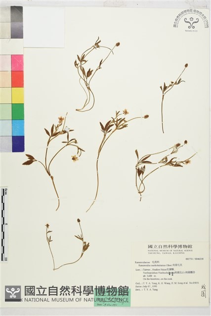 南湖毛茛藏品圖，第1張
