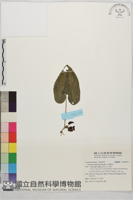 大屯細辛藏品圖，第1張
