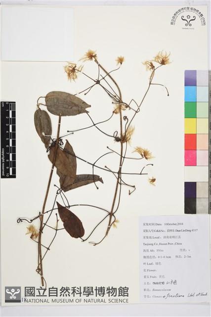 山木通藏品圖，第1張