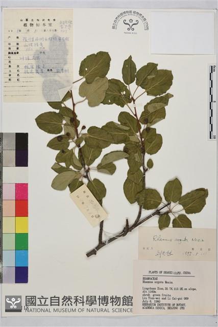 銳齒鼠李藏品圖，第1張