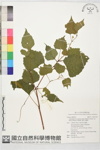 漢氏山葡萄藏品圖，第1張