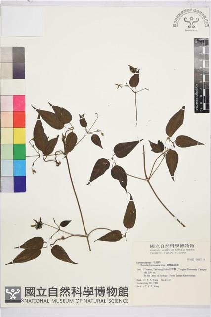彭氏鐵線蓮藏品圖，第2張