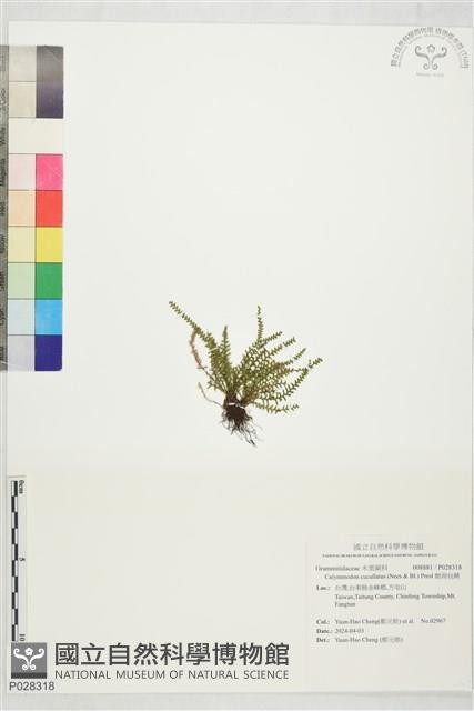 姬荷包蕨藏品圖，第1張