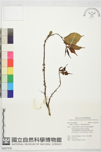 櫻李梅藏品圖，第1張