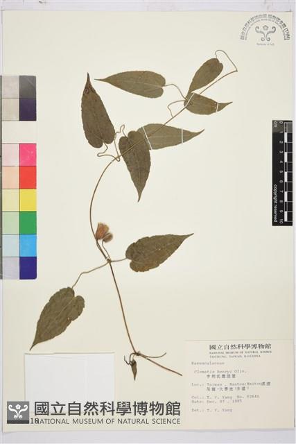 亨利氏鐵線蓮藏品圖，第2張