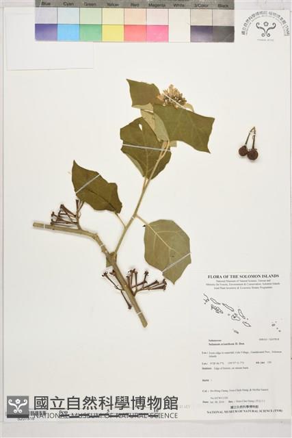 山煙草、假煙葉草藏品圖，第1張