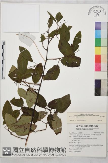 登錄號:S137818藏品圖，第1張