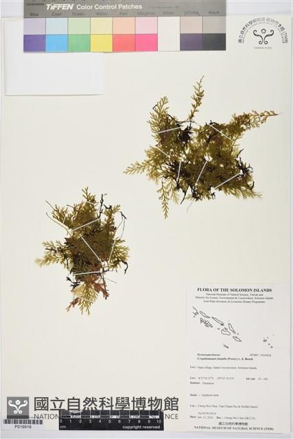 厚邊蕨藏品圖，第1張