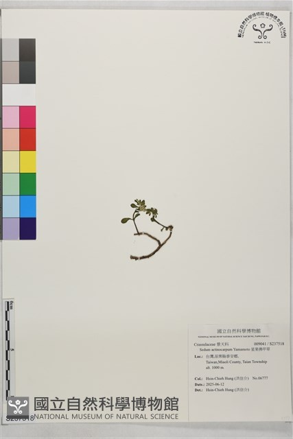 星果佛甲草藏品圖，第1張