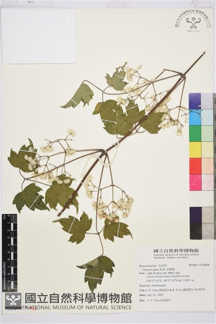 串鼻龍藏品圖，第1張