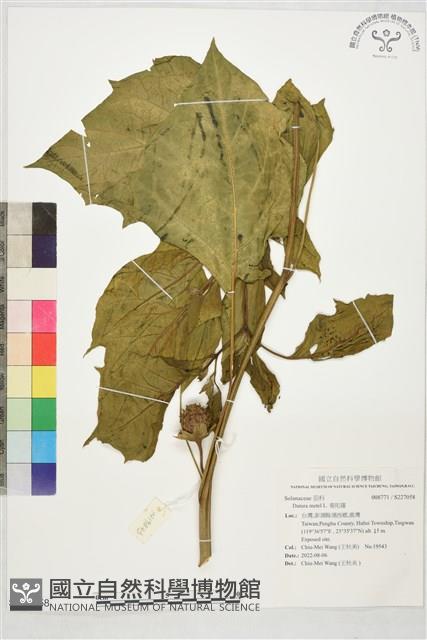 曼陀羅藏品圖，第1張