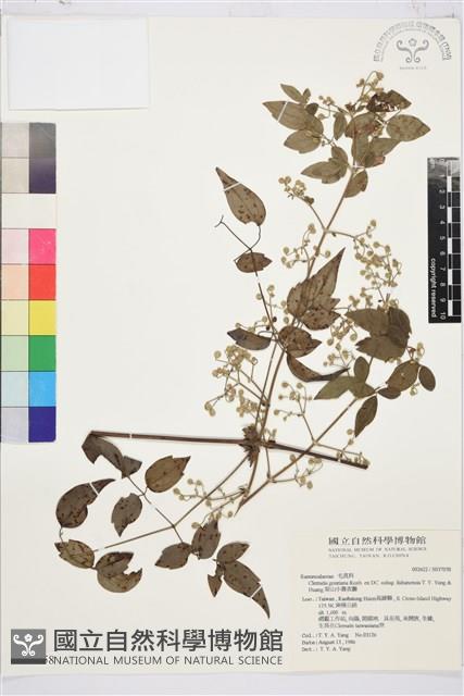 梨山小蓑衣藤藏品圖，第1張