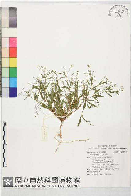 粟米草藏品圖，第1張