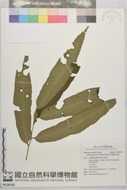 伊藤氏原始觀音座蓮藏品圖，第1張