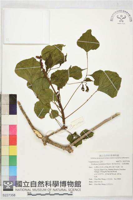 南非象牙紅、念珠刺桐藏品圖，第1張