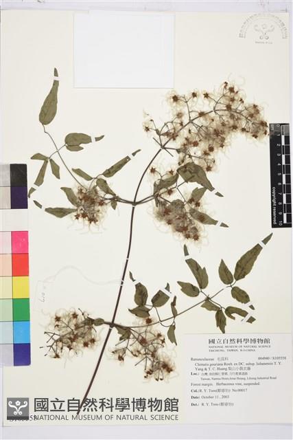 梨山小蓑衣藤藏品圖，第1張